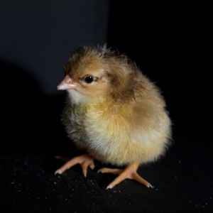 Swedish Flower Hen chick