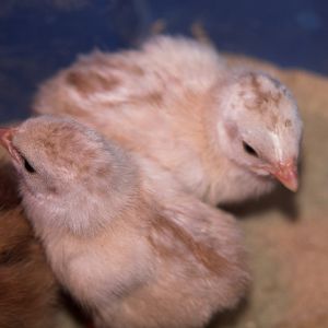 Buff Dundotte guinea keets