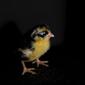 Swedish Flower Hen chick