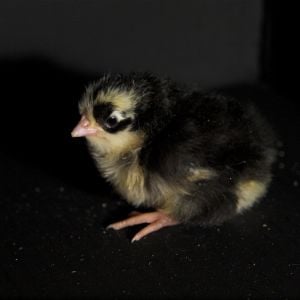 Swedish Flower Hen chick