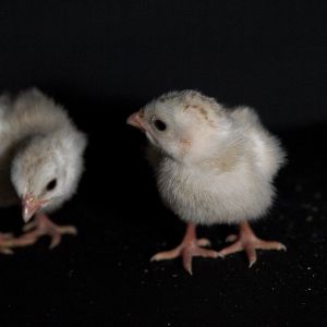 Buff Dundotte guinea keets