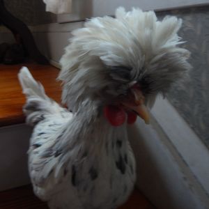 She/he is 4 1/2 months old.  What is she/he?  Splash polish what?  Hen or roo?  Please help.  Thanks in advance.