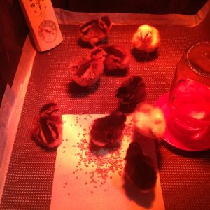 2 days old just put in the brooder tool box :-). 2 ameraucana, 2 barnevelder, 2 cuckoo maran, 1 columbian and 1 red laced wyadonette, 1 speckled Sussex