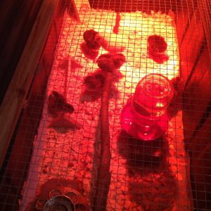 1 week old and loving the branch roost I put in there today.. I had a small dowel perch but they wouldn't use it, but they are taking right to the branch.. Some are braver than others