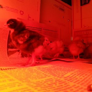 New baby Chicks