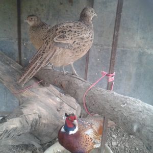 a male and 2 female pheasants