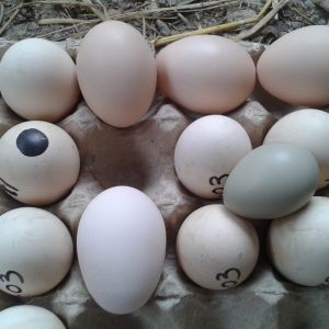my chicken eggs