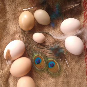 3 chicken eggs, 2 silkies white, and 2 pheasants of silver and ringnecked..... a tiny one is of partridge.
