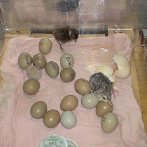 my first hatched pheasants and a peacock in my home made incubator.... and more pheasants to come out.