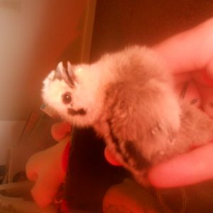 Haha , Gem mid-chirp :) ignore the red tint from their brooder..