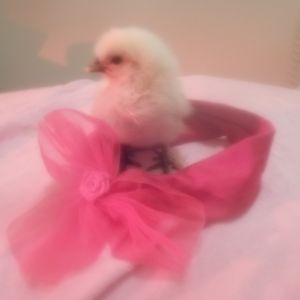 Photo shoooot! Star