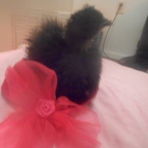 My 2 month old Silkie Ravyn