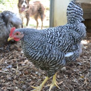 Happy Days - new ground in the coop!