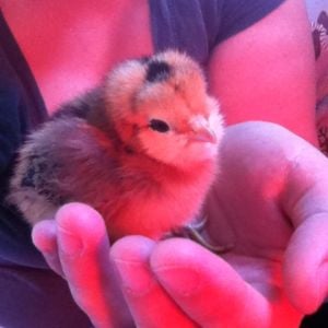 Sunshine - Wyandotte - Silver Laced?