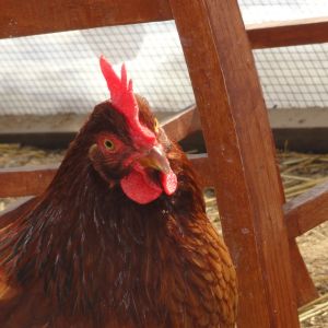Our other Rhode Island Red, Zinia