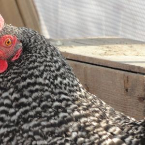 our Favorite chicken, Our Barred Rock, Myrtle May