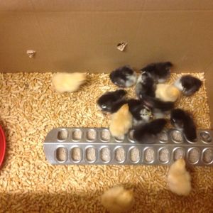 Back when they were babies