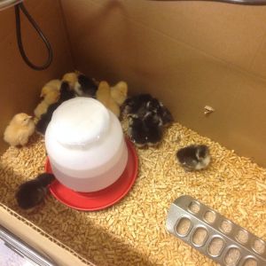 Yellow ones are males that were shipped with our order to keep the ladies warm. We found a good home for all the boys.