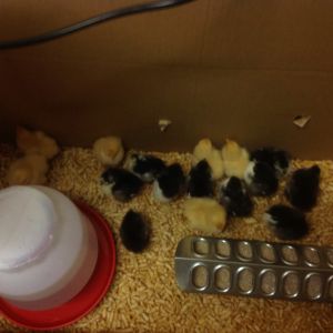 They outgrew this first home real quick, ended up out in the coop at 5 weeks