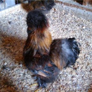 CREATOR: gd-jpeg v1.0 (using IJG JPEG v62), quality = 75