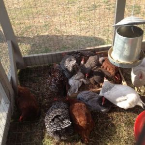 Dust bath Frenzy.