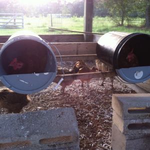 They love their buckets! UPDATE: This is the "before" pics. I just posted the "after" pics.