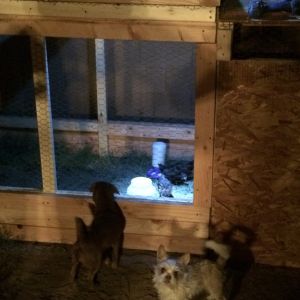 My puppies (Bear and Mojo) looking in on the chicks.