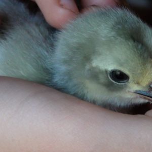 Baby blue cochin