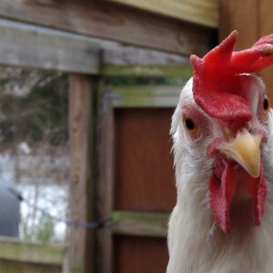 leghorn, who we call "foghorn" after looney toons