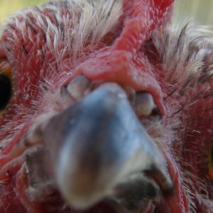 this is a bantam game-hen, affectionately called "Micro"