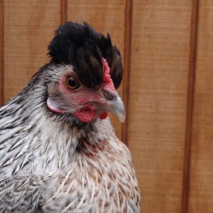 This is "Sharmin", a silkie game-hen