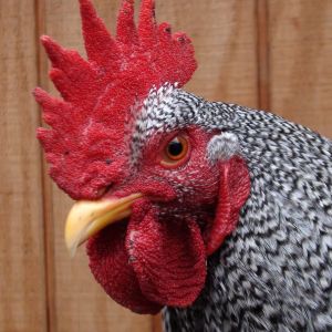 This is "ninja", a Plymouth barred rock