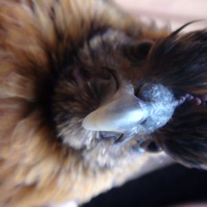 A silkie game-hen mix, called "booger"