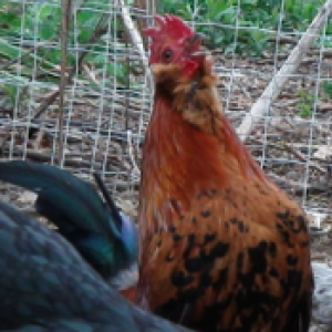 Skipper, a bantam rooster