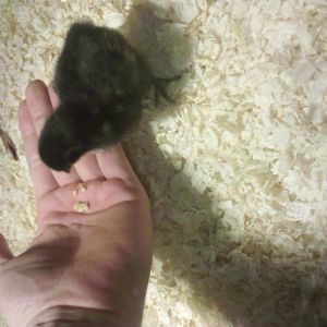 One of my BSLs eating from my hand. They are very skittish and really don't like to be handled even at such a young age (about a week old).