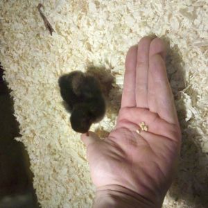 Another of my BSLs thinking about eating from my hand but hesitant. This one has more yellow with a hint of red legs as apposed to the other two (black legs). Not sure what that means. Also this one is more red over all than the other two.