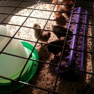 my first brood
