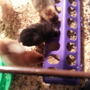 m first brood