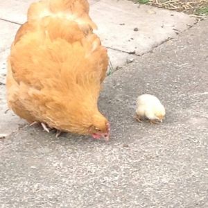 Our first mum Georgina and baby angie