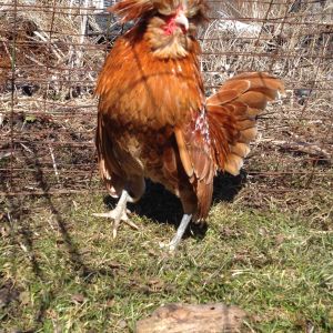 Buff Bantam Polish Roo