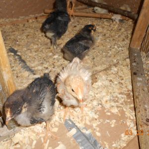 This blonde is my 4th Assorted Red, with my blacks