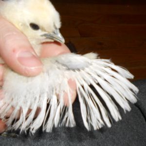 These are some weird wing feathers