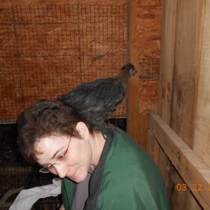 Houdini keeps trying to get higher and higher, and poo's on me too!