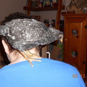 Domino the Barred Rock who thinks she's a parrot