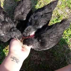4 australorp chickens all hens sweet and love to follow me every where great with the kids