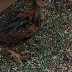 7 wk and 1 day old (BSL). Day three in the new coop and run. We haven't given them official names yet but my wife refers to this one as red, and the lot of them as the "Dixi Chiks" lol.