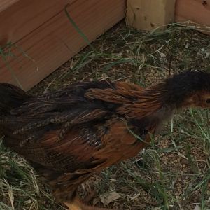 7 wk and 1 day old (BSL). Day three in the new coop and run. "Red"