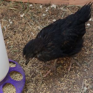 7 wk and 1 day old (BSL). Day three in the new coop and run. No name for this little one either yet.