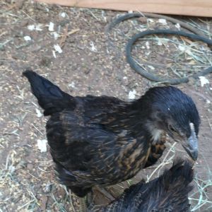 7 wk and 1 day old (BSL). Day three in the new coop and run.

 Don't mind the wire, doing some work in there it will be out shortly.