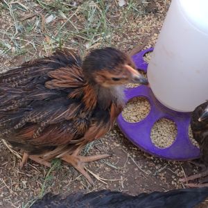 7 wk and 1 day old (BSLs). Day three in the new coop and run.